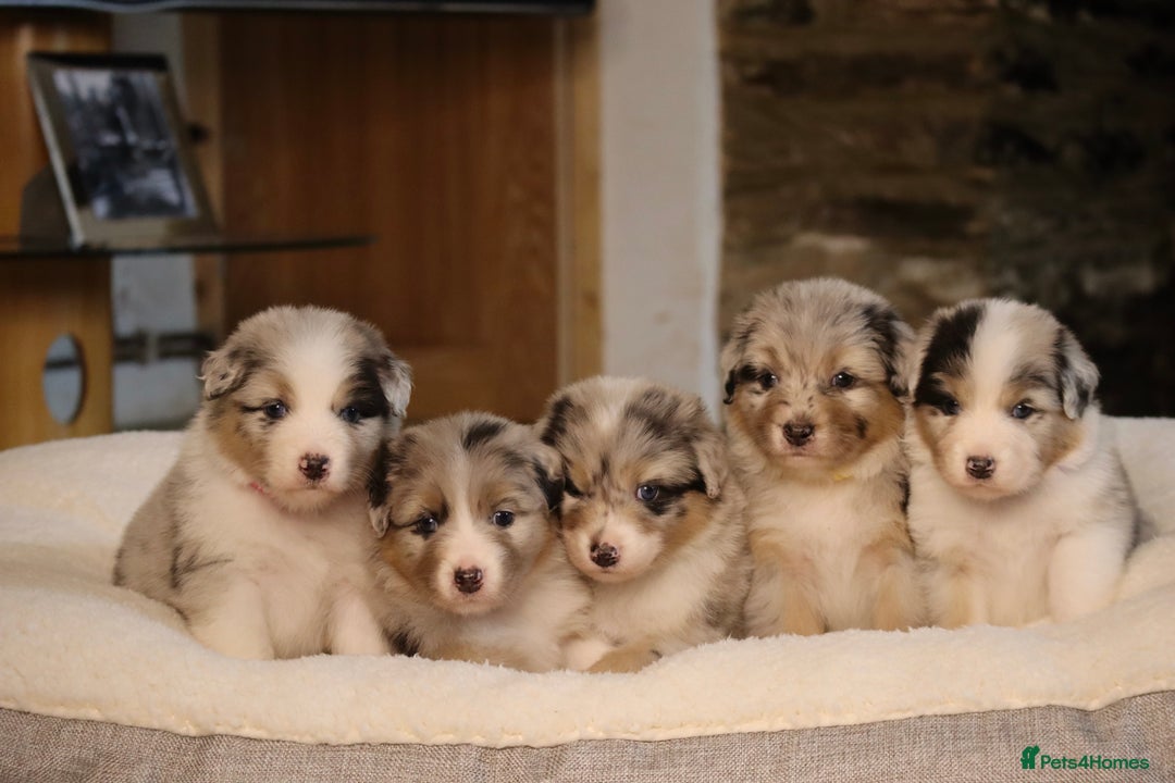 Australian Shepherd dogs for sale: Australian Shepherd Puppies  - Image 2