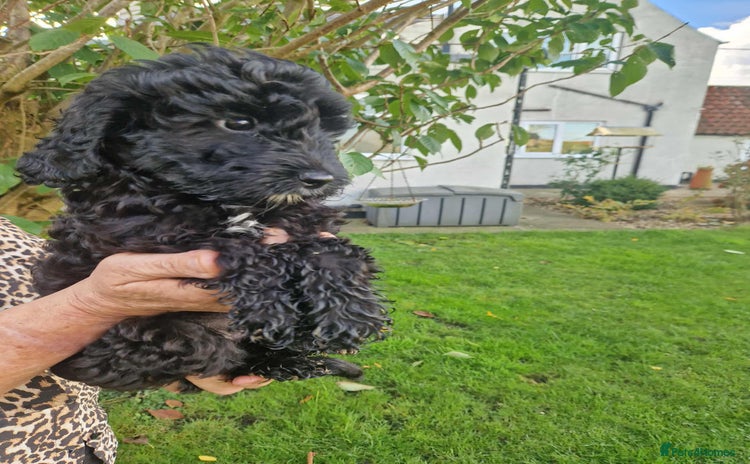 Cockapoo dogs - Advert 3