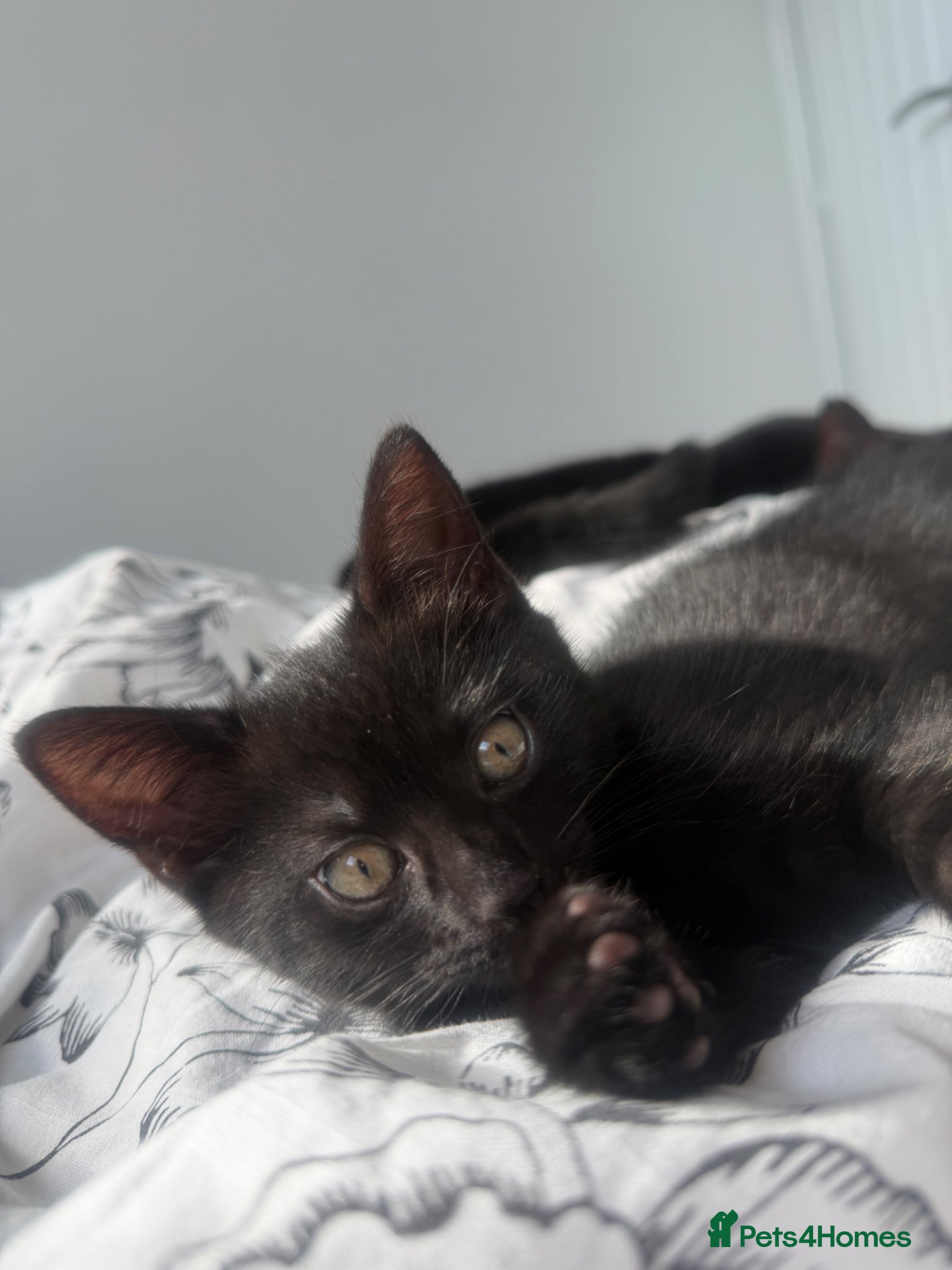 Mixed Breed cats Black Domestic Shorthair Kittens - Advert 16