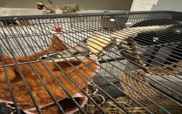 Sugar Glider rodents for sale: Sugar glider and full set up - Image 10