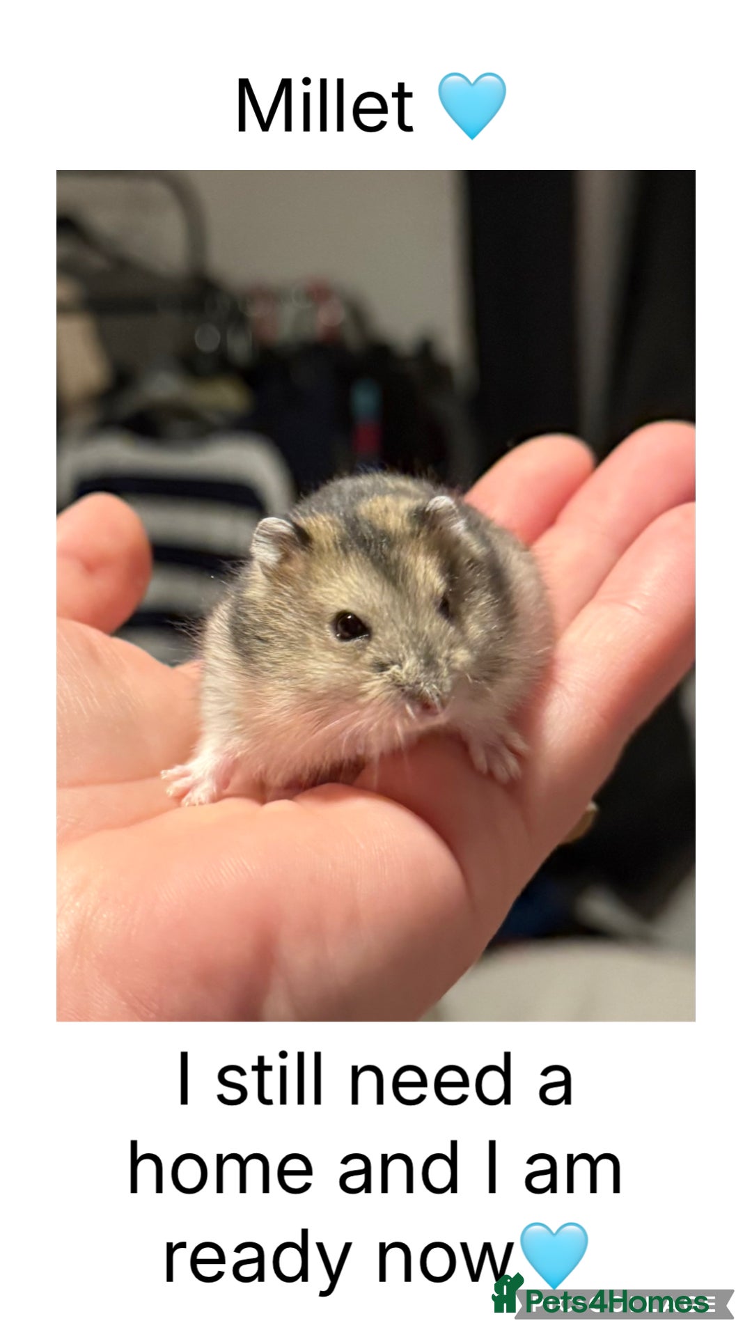 Hamster rodents for sale: Super sweet baby male dwarf hamster  - Advert 1