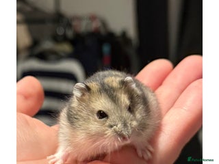 Hamster rodents Super sweet baby male dwarf hamster - Advert 1