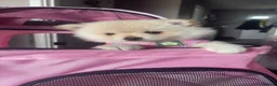 Pomeranian dogs for sale: For sale  - Advert 4