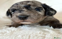 Cockapoo dogs for sale: F1b Miniature Cockapoo Pups Fully Health Tested - Advert 1