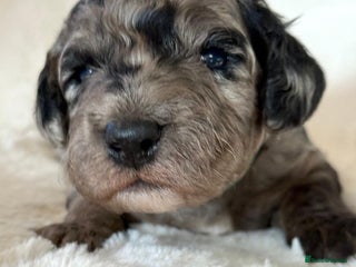 Cockapoo dogs F1b Miniature Cockapoo Pups Fully Health Tested - Advert 3