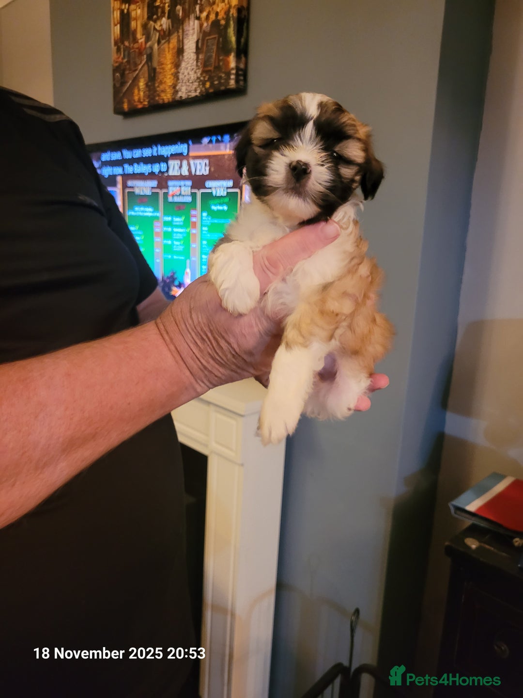 Lhasa Apso dogs for sale: Lhasa Apso puppies  - Advert 2
