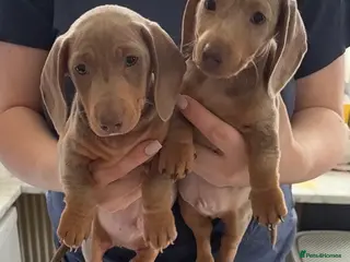 Miniature Dachshund dogs REDUCED KC REGISTERED x2 minature male dachshunds - Advert 6