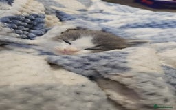 Turkish Angora cats for sale: 3 turkish angora x  - Image 5