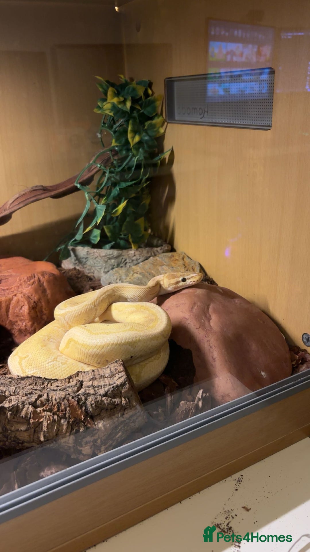 Python Snake reptiles for sale: Male banana pinstripe ball python - Advert 1