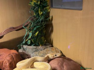 Python Snake reptiles Male banana pinstripe ball python - Advert 2