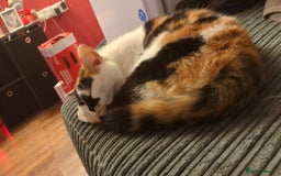 Domestic Shorthair cats for sale: Spot and milly - Image 4