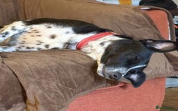 Mixed Breed dogs for adoption: Sergio the rescue dog sweetheart, in Liverpool - Image 3