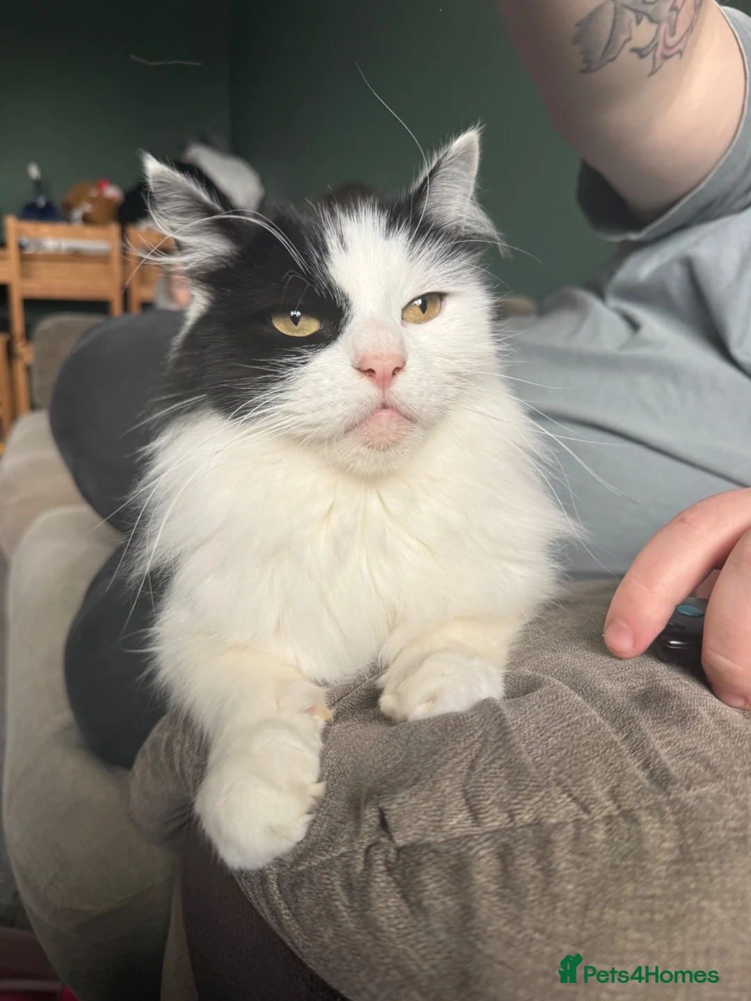 Mixed Breed cats for sale: Cat Needing New Home in Leicester - Advert 5