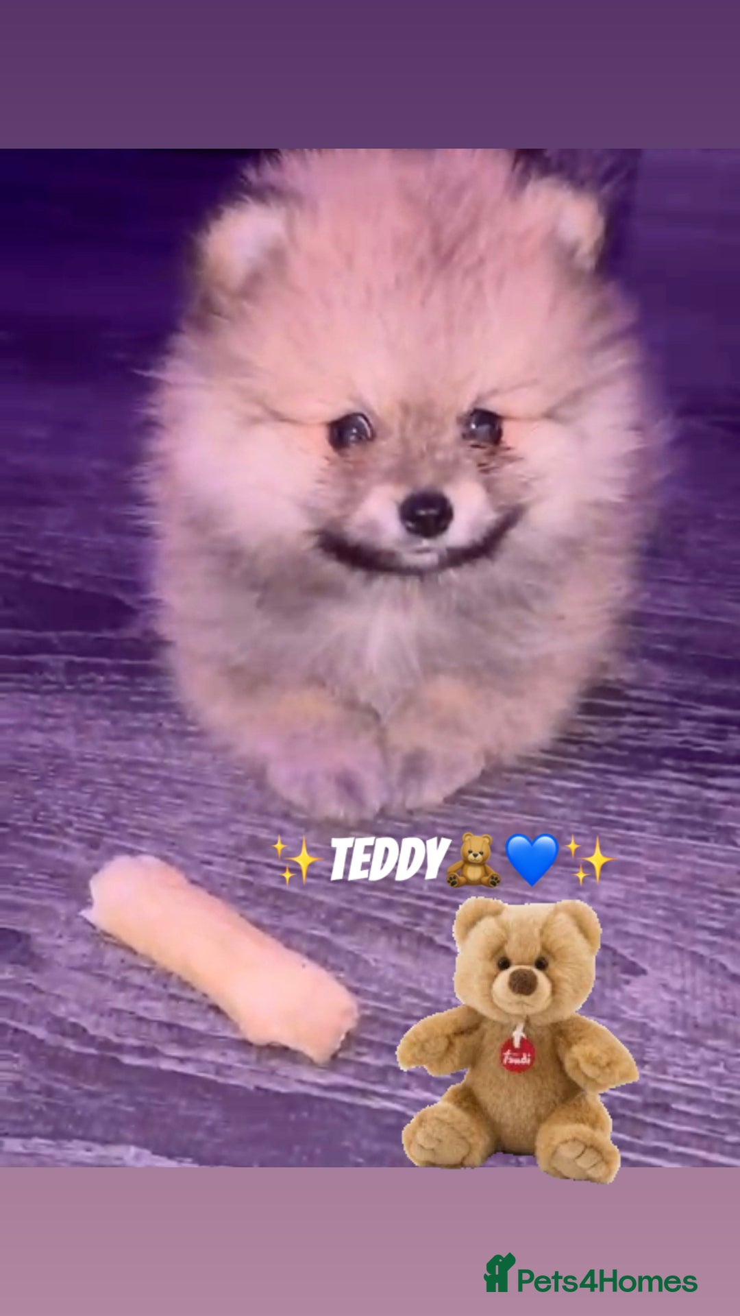 Pomeranian dogs for sale: ✨🐶Small Teddy Bear🧸 SKY🩵BLUE EYE 👀POMS🐶✨ - Advert 40