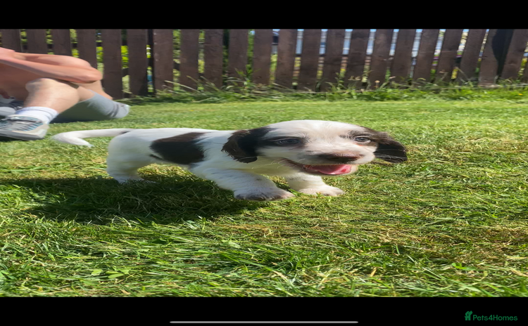 Sprocker dogs - Advert 1