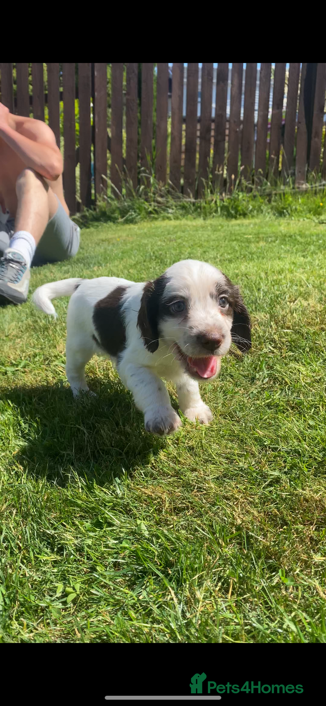 Sprocker dogs for sale: Last Boy Sprocker  - Image 1