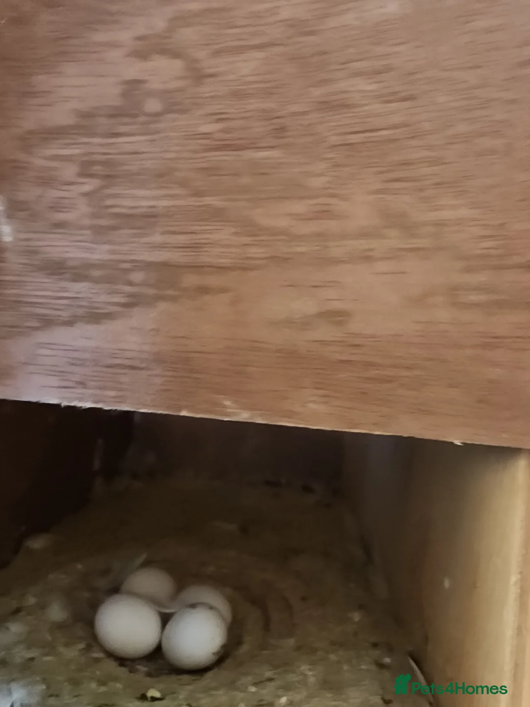 Budgerigars birds for sale: Budgies - Advert 2