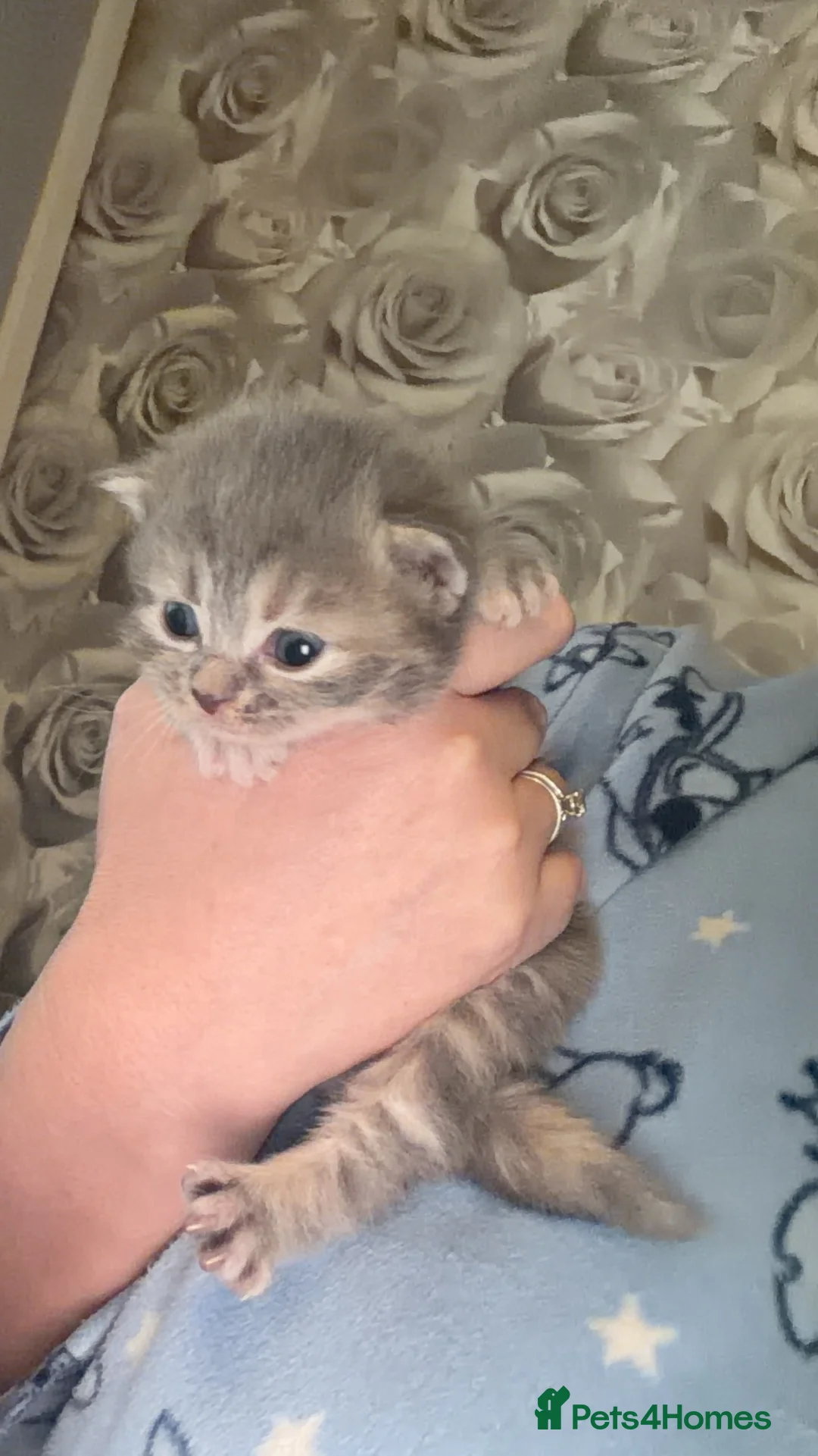 Mixed Breed cats for sale: British blue cross Norwegian  - Advert 14