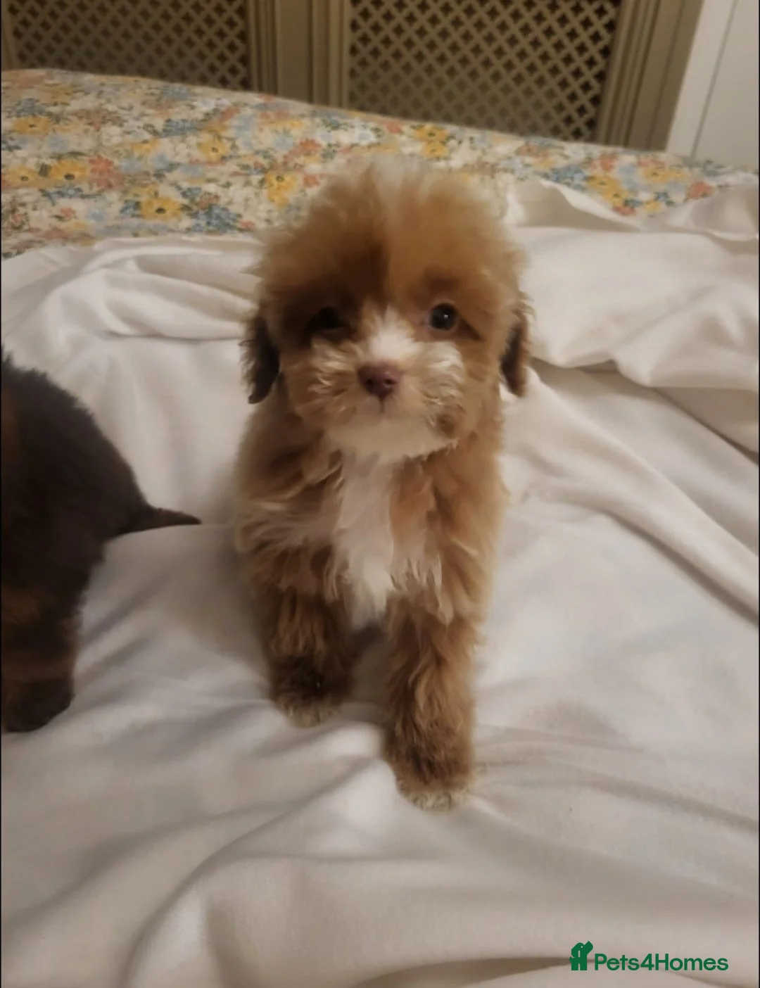 Cavapoo dogs for sale: 4 beautiful fb1 cavapoo puppies for sale!!  - Advert 13