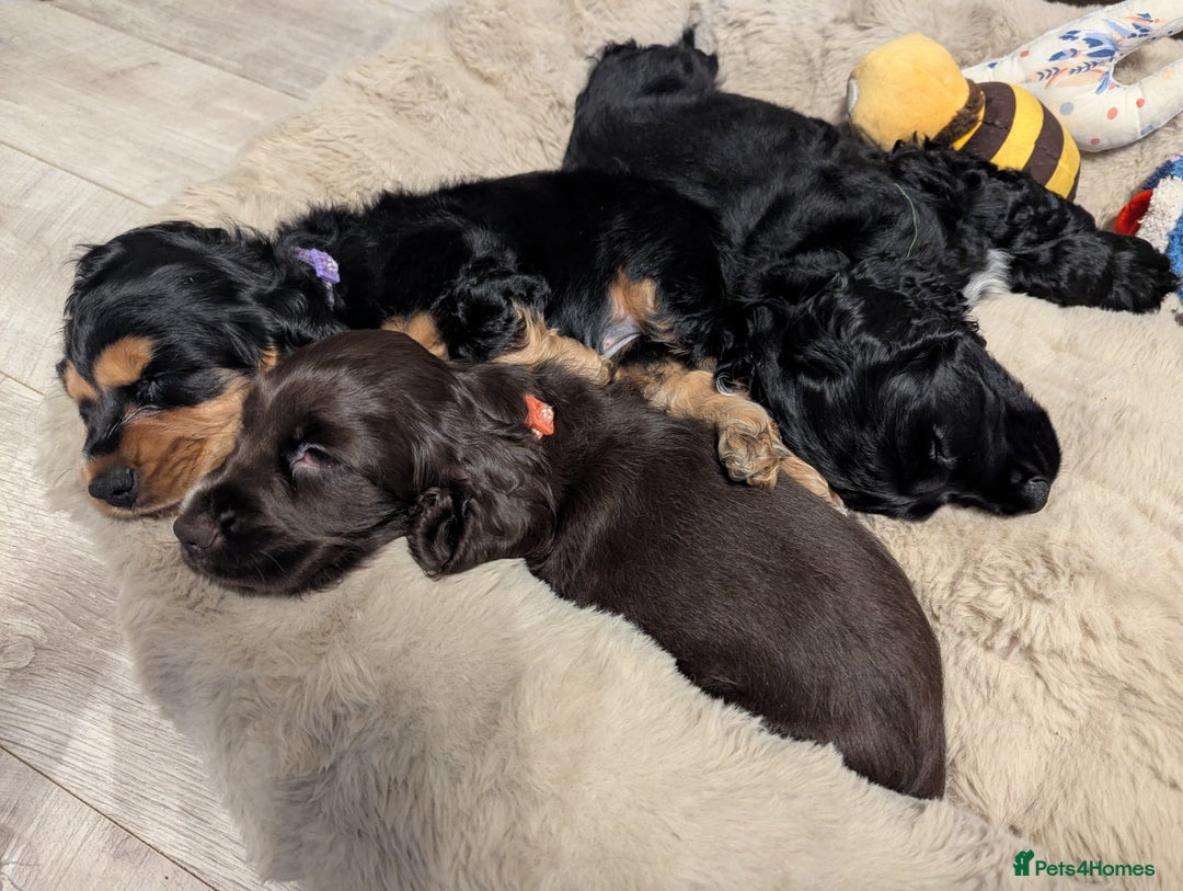 Cocker Spaniel dogs for sale: LAST ONE GIRL NEW🏠Kc reg English Cockerspaniel 🏠 - Advert 13