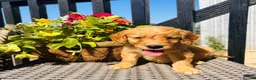 Mini Goldendoodle dogs for sale: 🧡❤️ GORGEOUS MINI GOLDENDOODLE PUPPIES ❤️🧡 - Advert 20