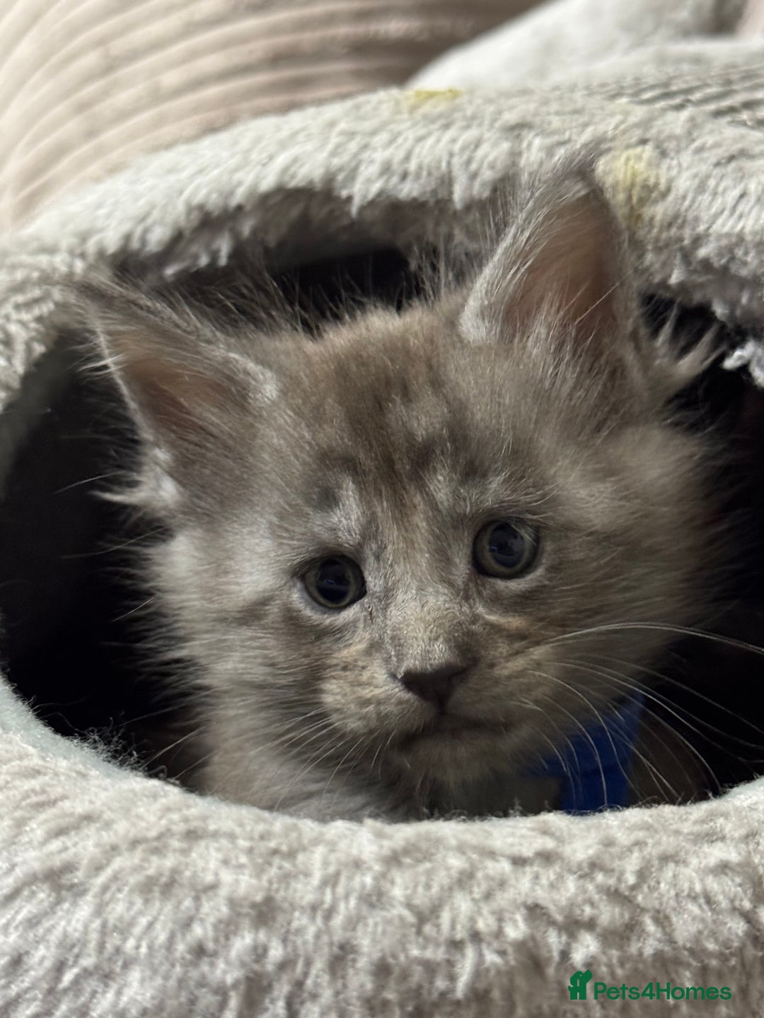 Maine Coon cats for sale: Adorable pure breed Maine coon Kittens’s for sale - Advert 12