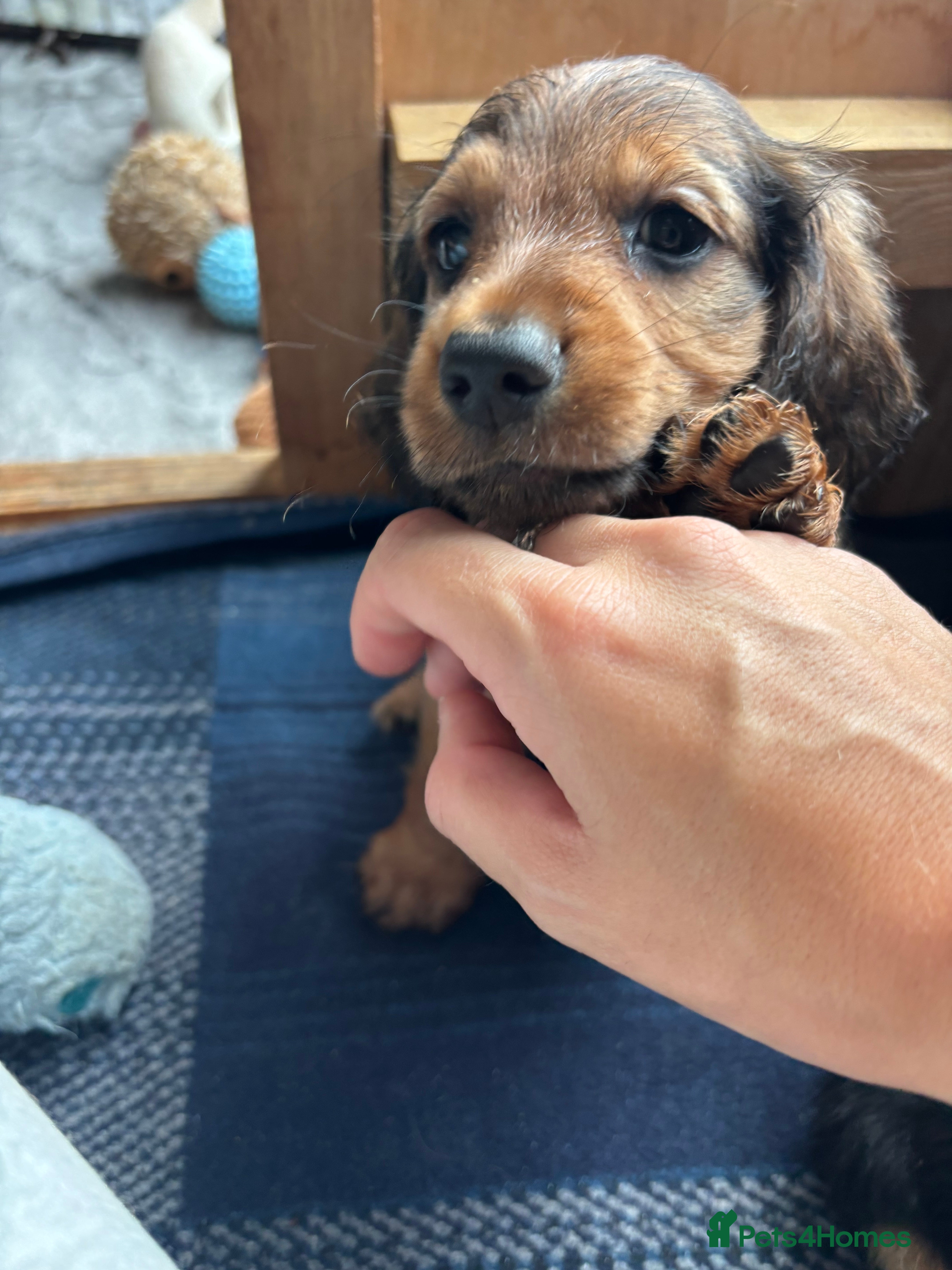 Dachshund dogs 7 Beautiful Dachshund Puppies - Advert 2