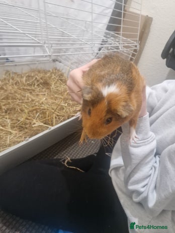Guinea Pig rodents - Advert 8