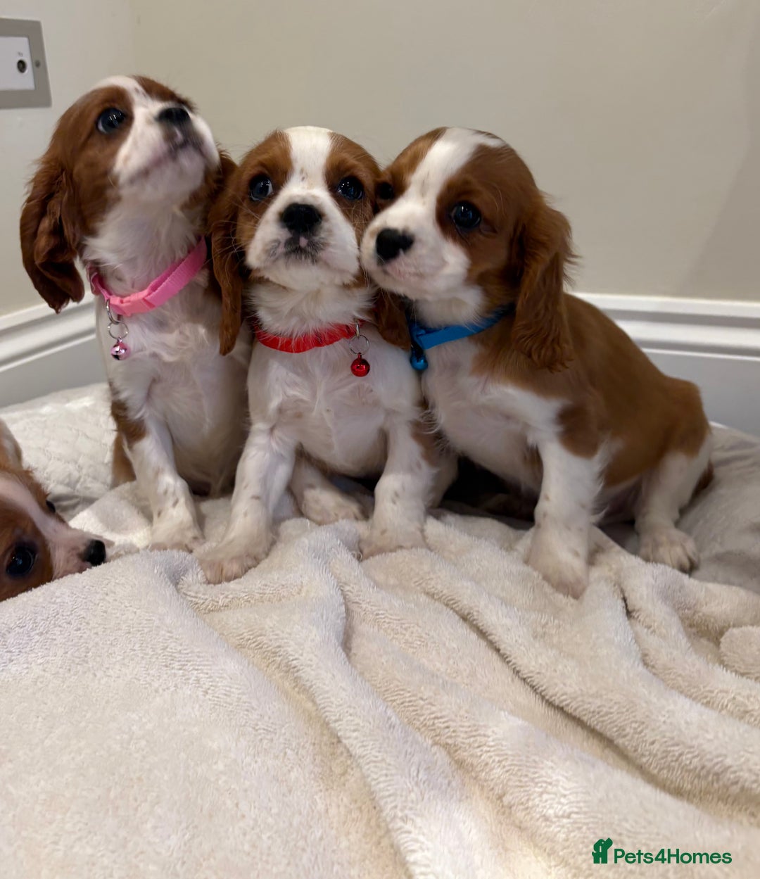 Cavalier King Charles Spaniel dogs for sale: Extensively health tested parent cavalier puppy’s  - Image 2