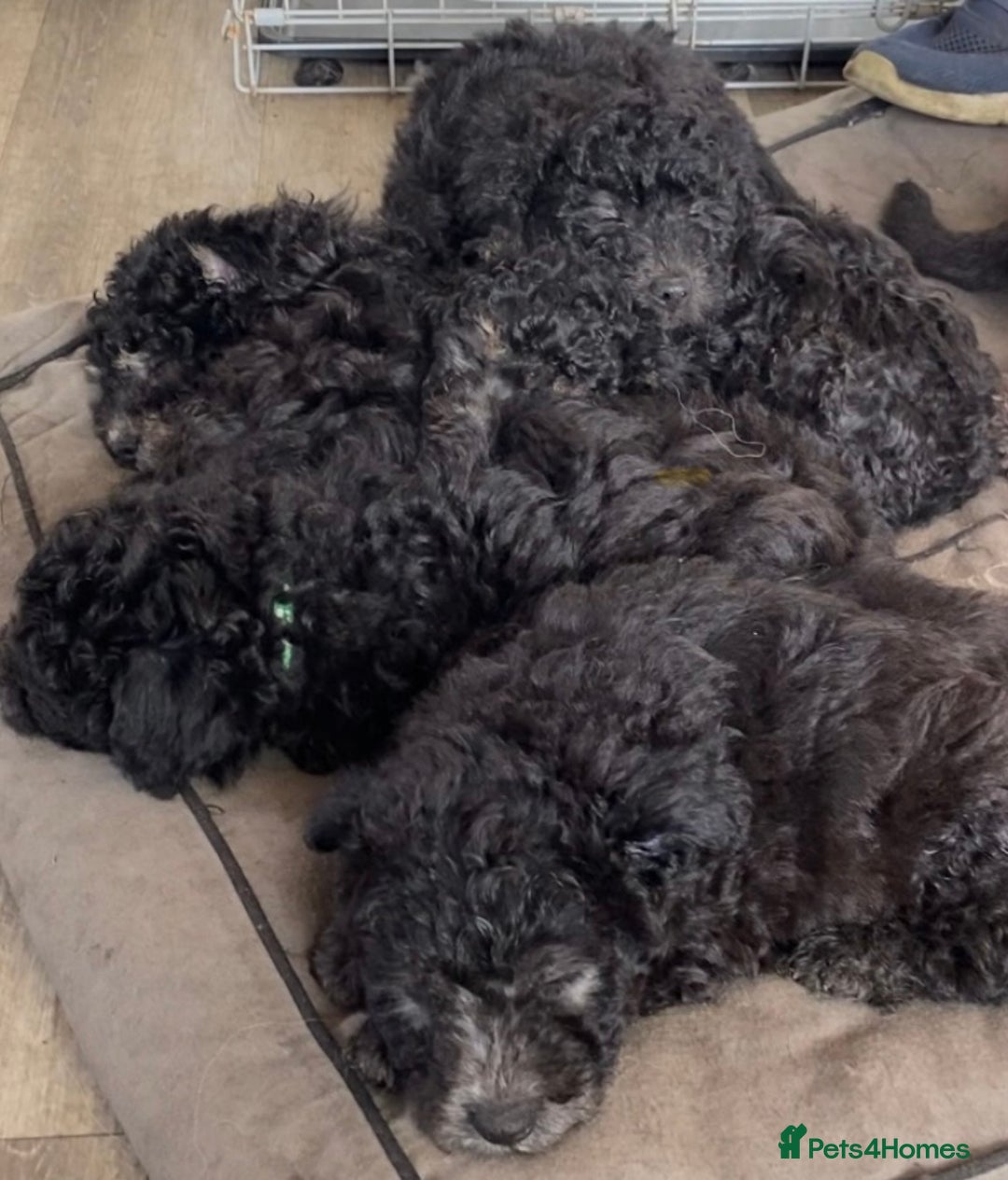 Hungarian Pumi dogs for sale: Rare Breed  - Advert 16