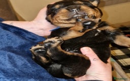 Rottweiler dogs for sale: Beautiful rottweiler puppys  - Image 11