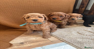 Cockapoo dogs - Advert 14