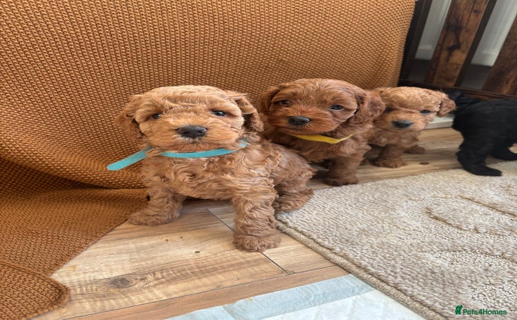 Cockapoo dogs - Advert 3