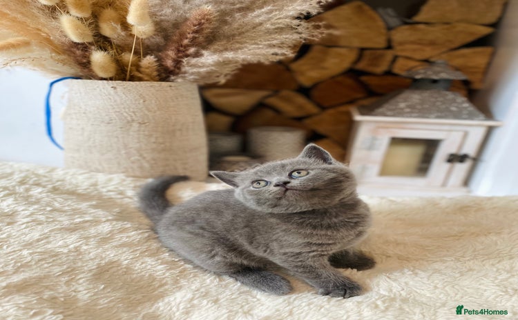 British Shorthair cats - Advert 1
