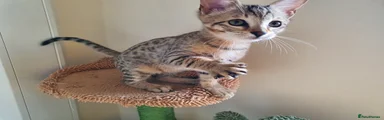 Savannah Kitten 1