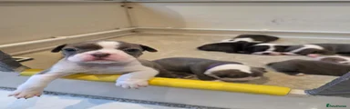 Boston Terrier 1