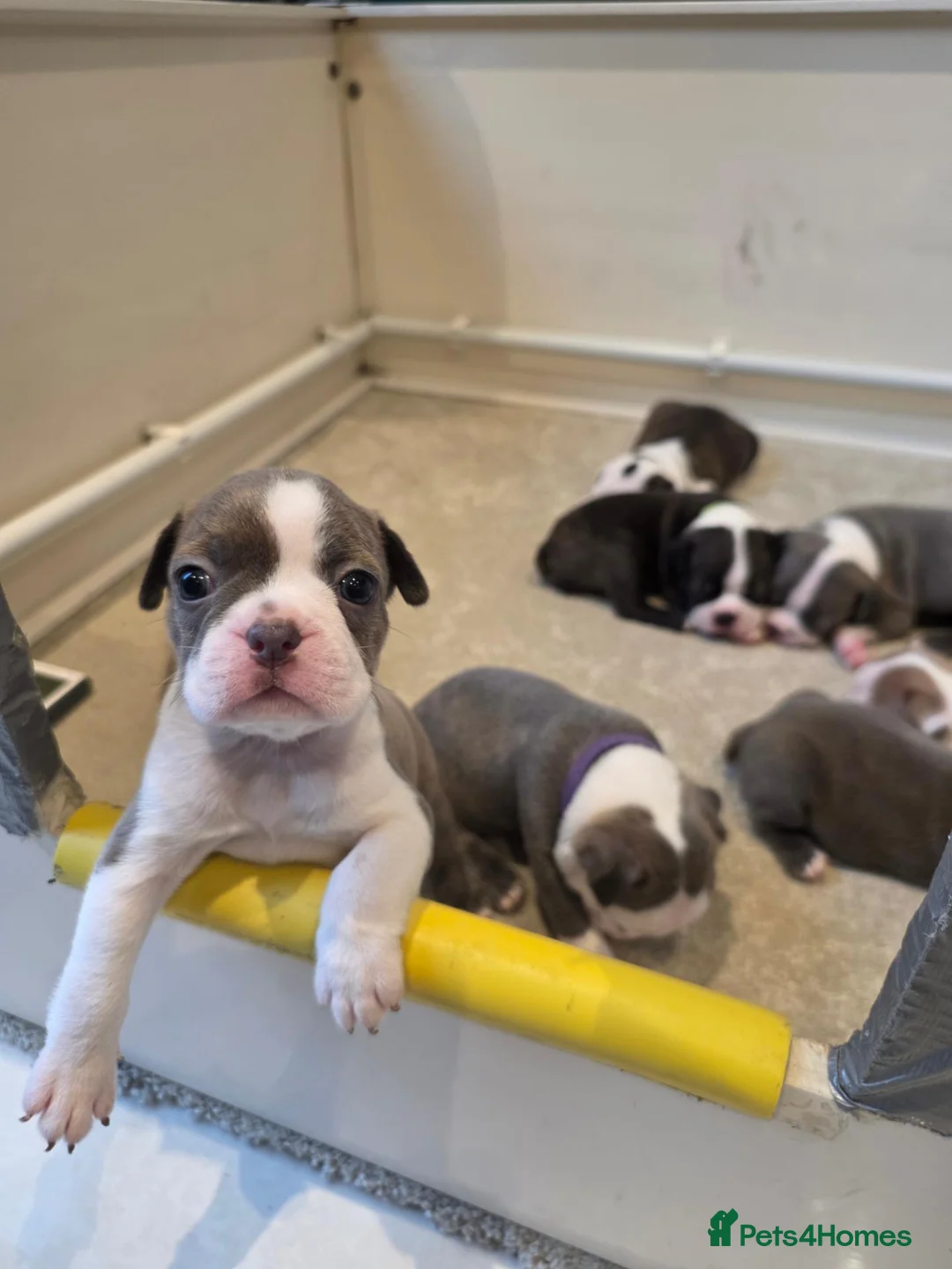 Boston Terrier dogs for sale: Health-Tested KC Registered Boston Terrier Puppies in Salford - Advert 2