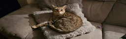 Savannah cats for sale: Stunning F4 Savannah Girl Seeking the Perfect Home - Advert 7