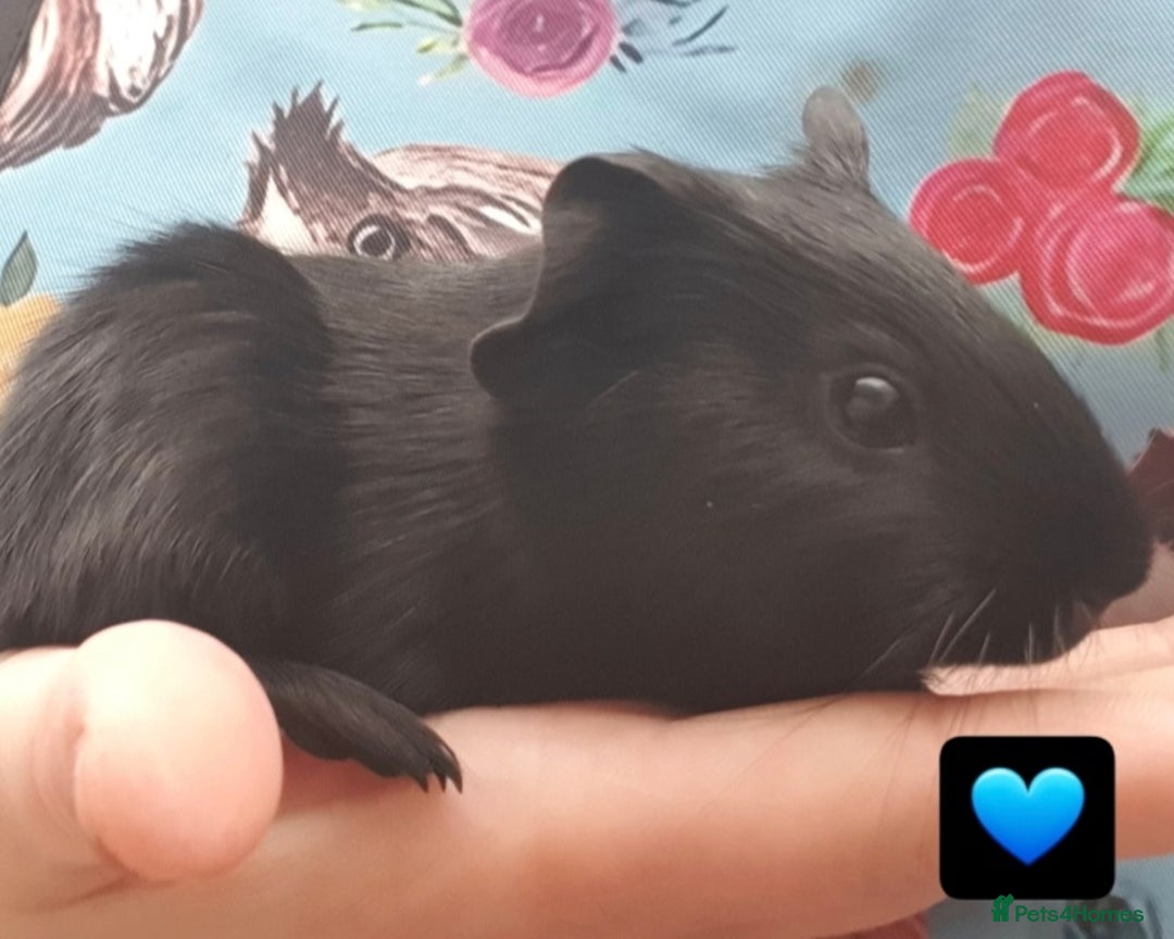 Guinea Pig rodents for sale: Beautiful guinea pigs  - Image 6