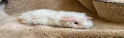 Guinea Pig rodents for sale: Baby boar guinea pigs  - Advert 4