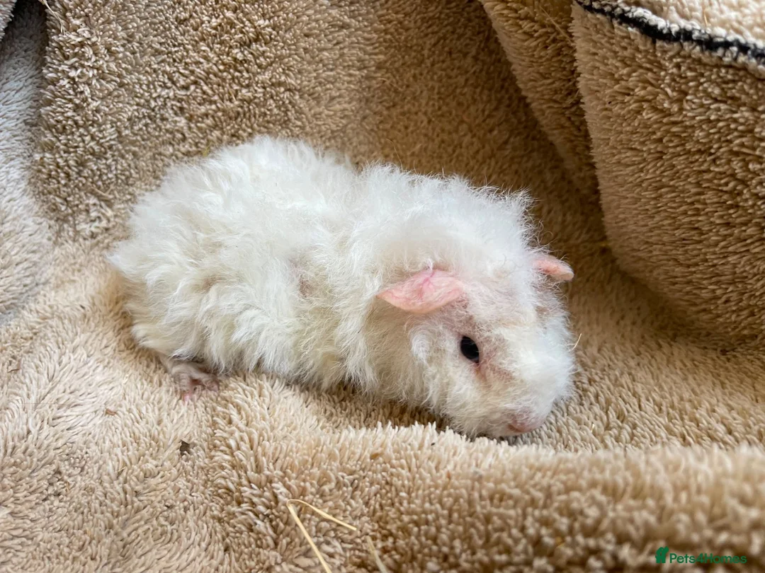 Guinea Pig rodents for sale: Baby boar guinea pigs  - Advert 4