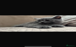 Scottish Fold cats for sale: Male kitten Scottish fold 9 weeks old - Image 3