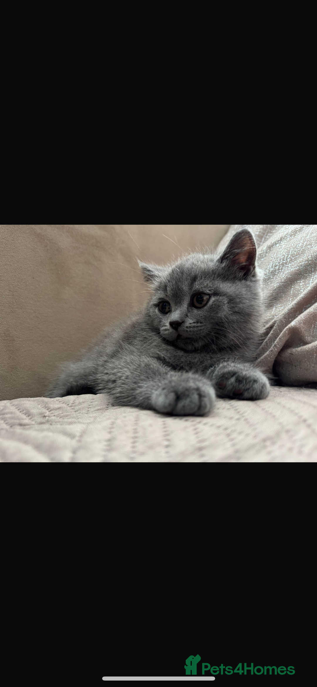 Scottish Fold cats for sale: Male kitten Scottish fold 9 weeks old - Image 3