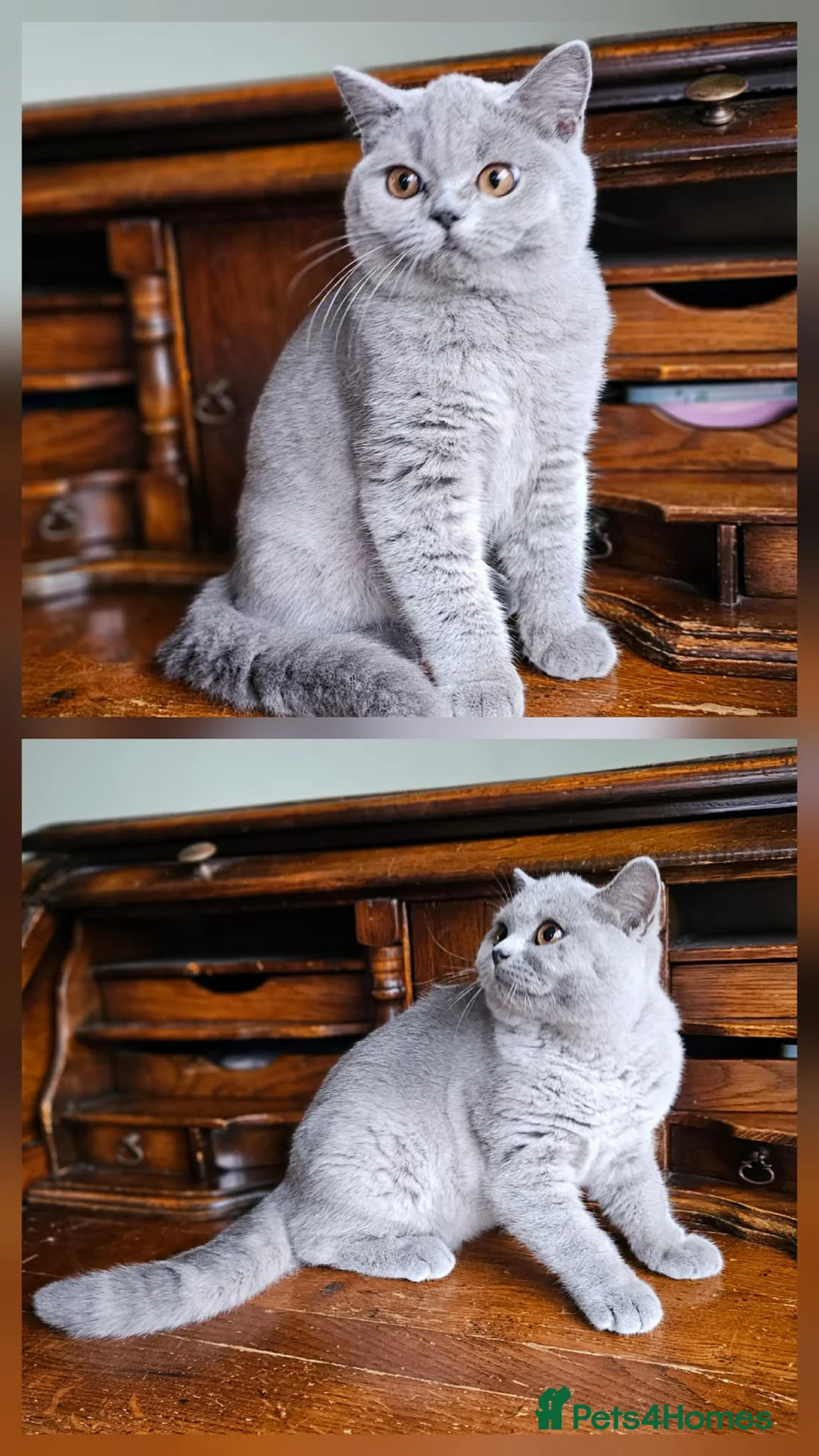 British Shorthair cats for sale: Truly beautiful British Shorthair kittens NEUTERED - Advert 2