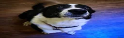 Border Collie dogs for sale: Murphy  in Swansea - Advert 5