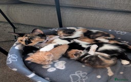 Mixed Breed cats for sale: Kittens for sale  - Image 1