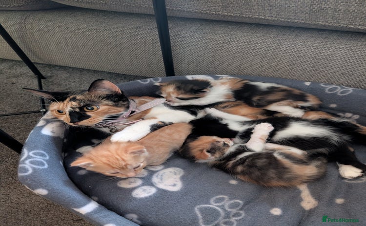 Mixed Breed cats - Advert 3