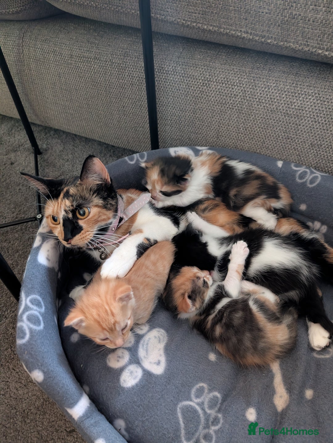 Mixed Breed cats for sale: Kittens for sale  - Image 1