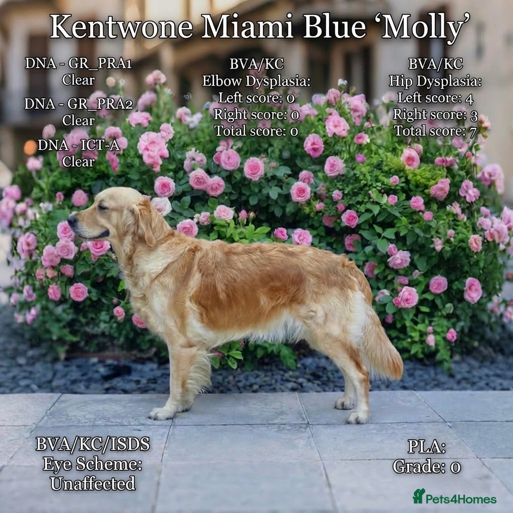 Golden Retriever dogs Golden Retriever puppies - Advert 9