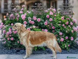 Golden Retriever dogs Golden Retriever puppies - Advert 9